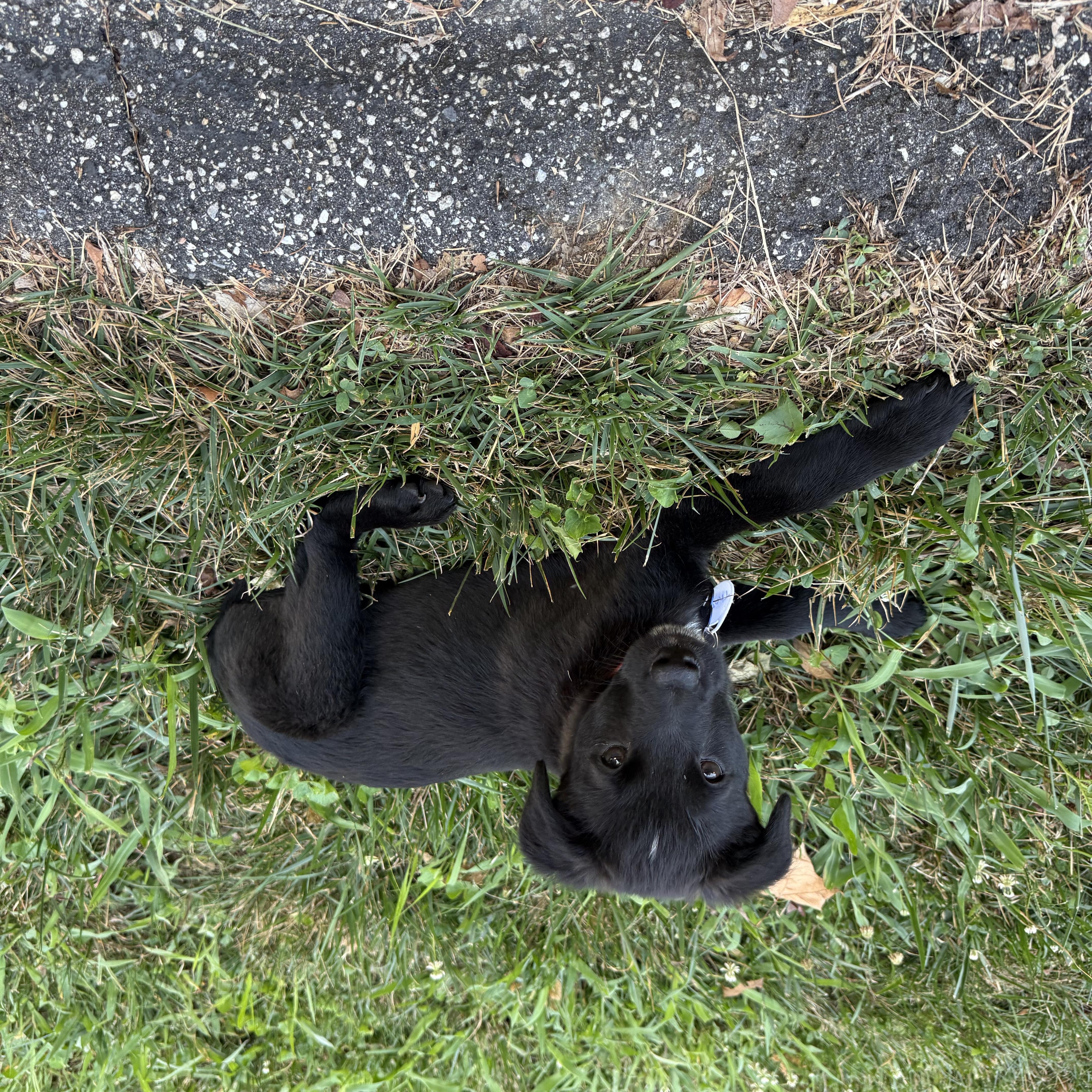Thor, an adopted mixed breed in Columbia, MD image 2/5