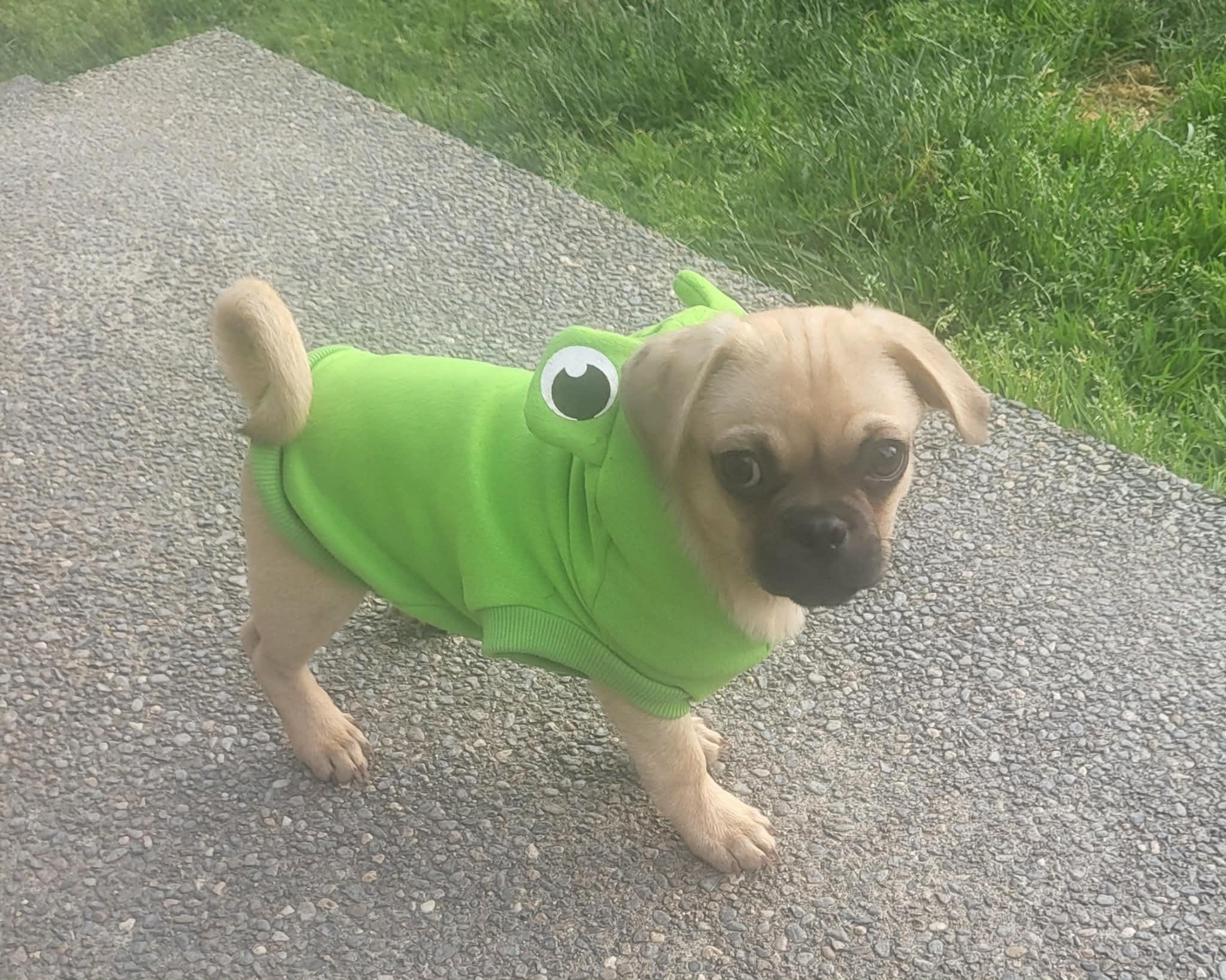 Professor, Adoptable, Puppy Male Pug.