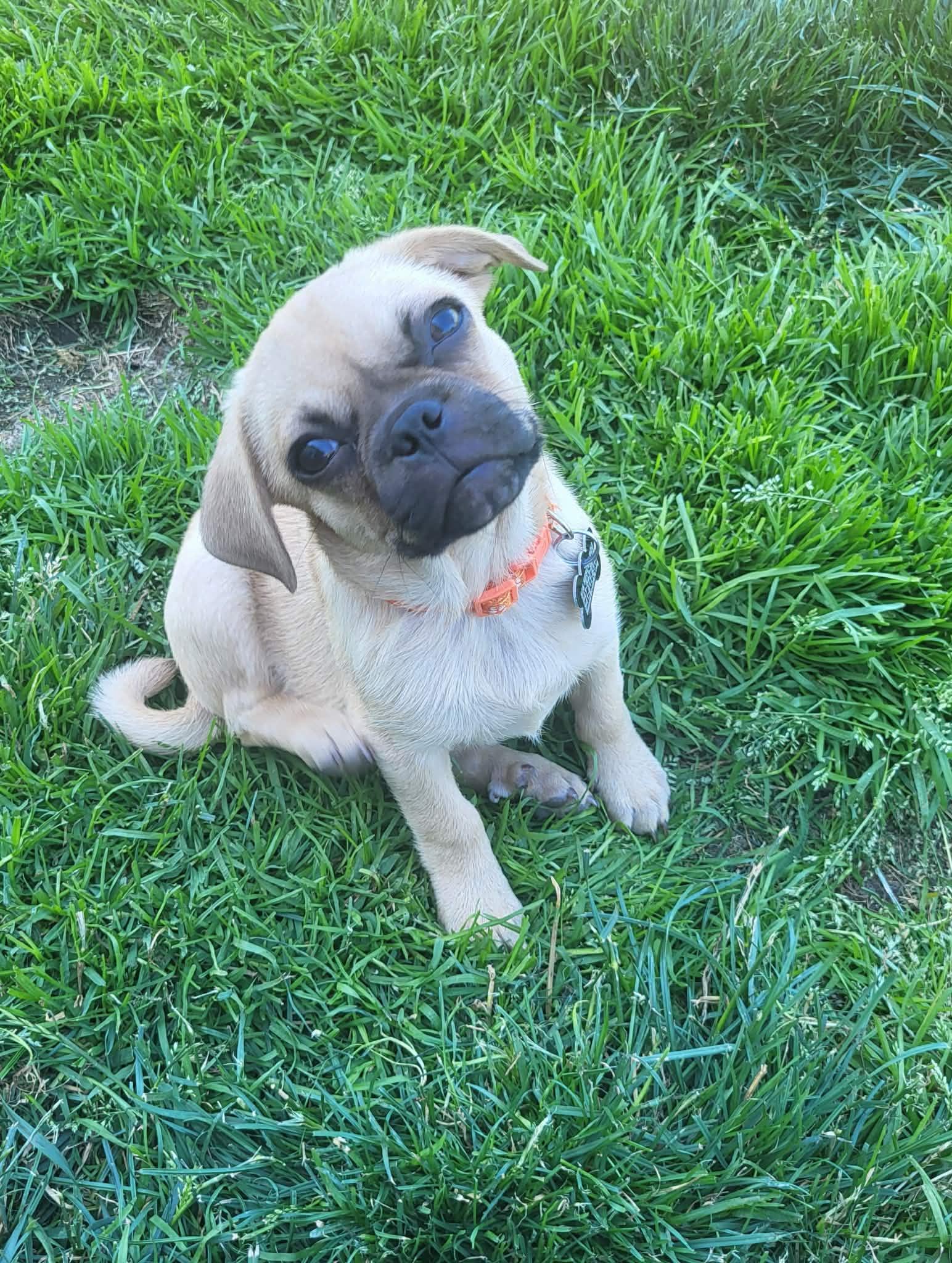 Enlarge Professor, a Adoptable Pug in Roseburg, OR image 2/6