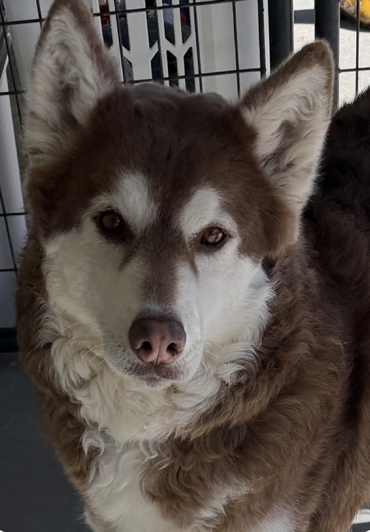 Georgia, a Adoptable Husky in LAMPASAS, TX image 6/6
