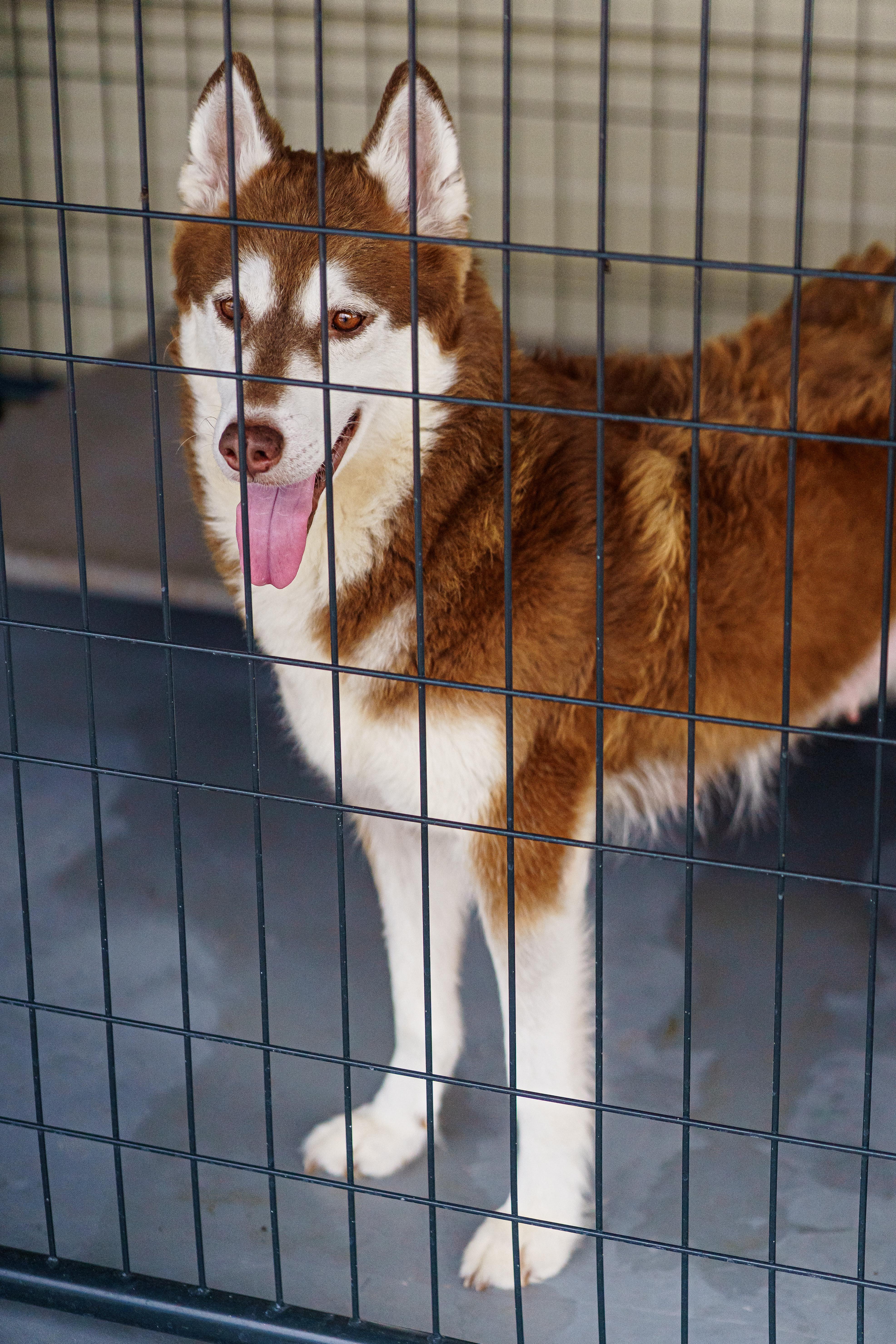Georgia, Adoptable, Adult Female Husky.