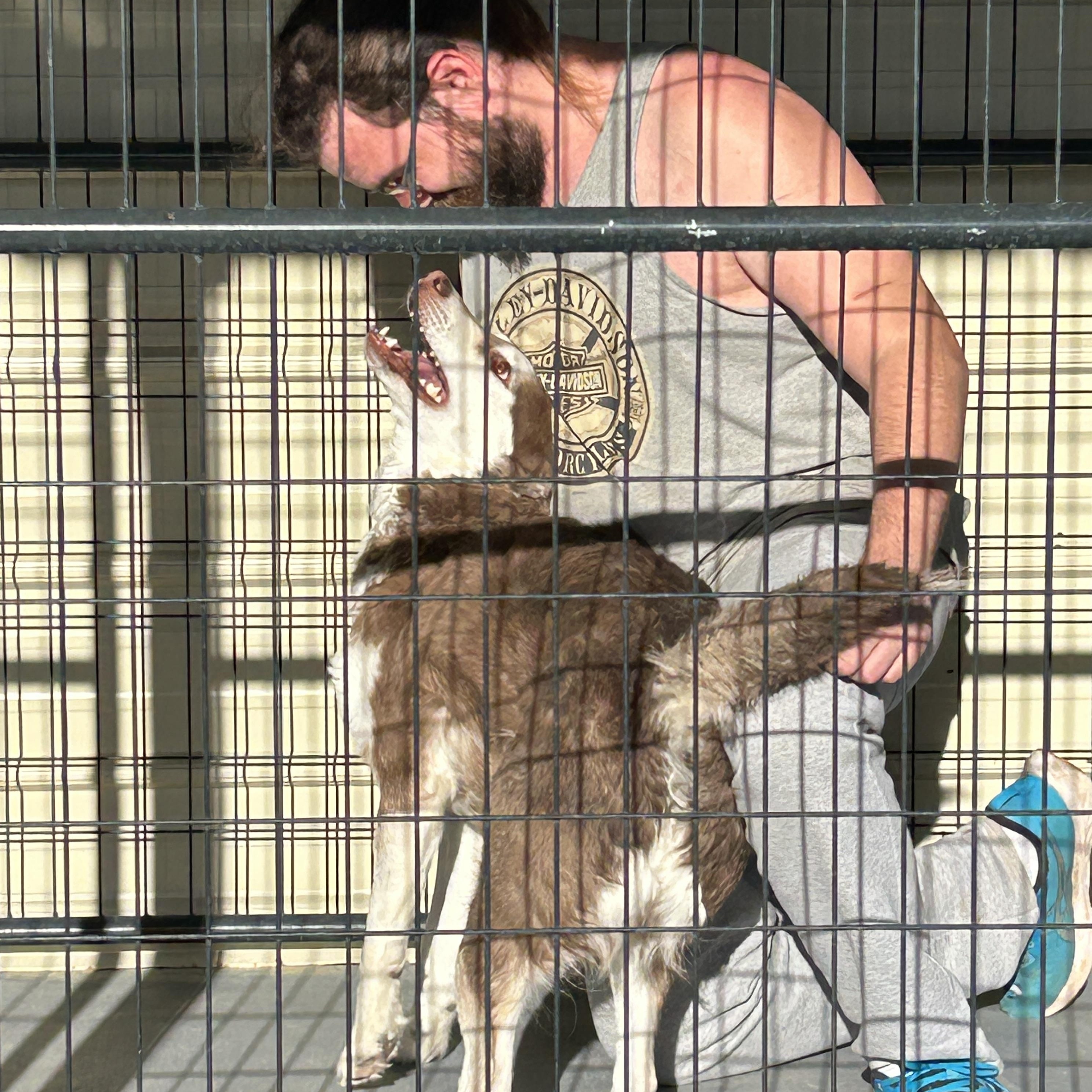 Georgia, a Adoptable Husky in LAMPASAS, TX image 4/6