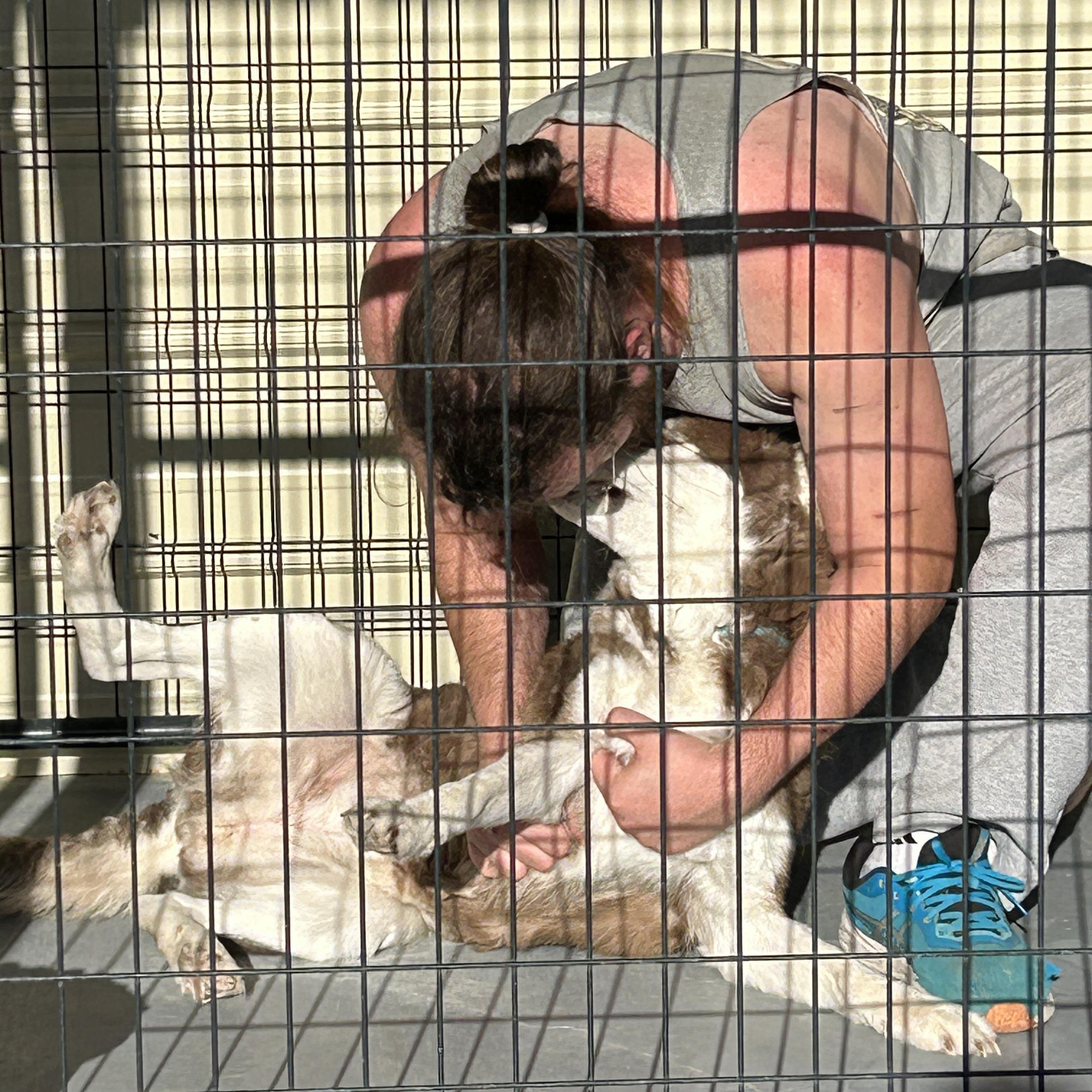Georgia, a Adoptable Husky in LAMPASAS, TX image 3/6
