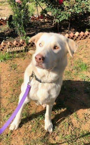 Lobo , ADOPTABLE, Adult Male Labrador Retriever & Husky.