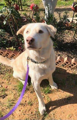 Enlarge Lobo , a ADOPTABLE mixed breed in Barkhamsted, CT image 2/3