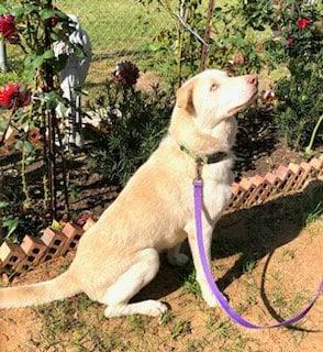 Enlarge Lobo , a ADOPTABLE mixed breed in Barkhamsted, CT image 3/3