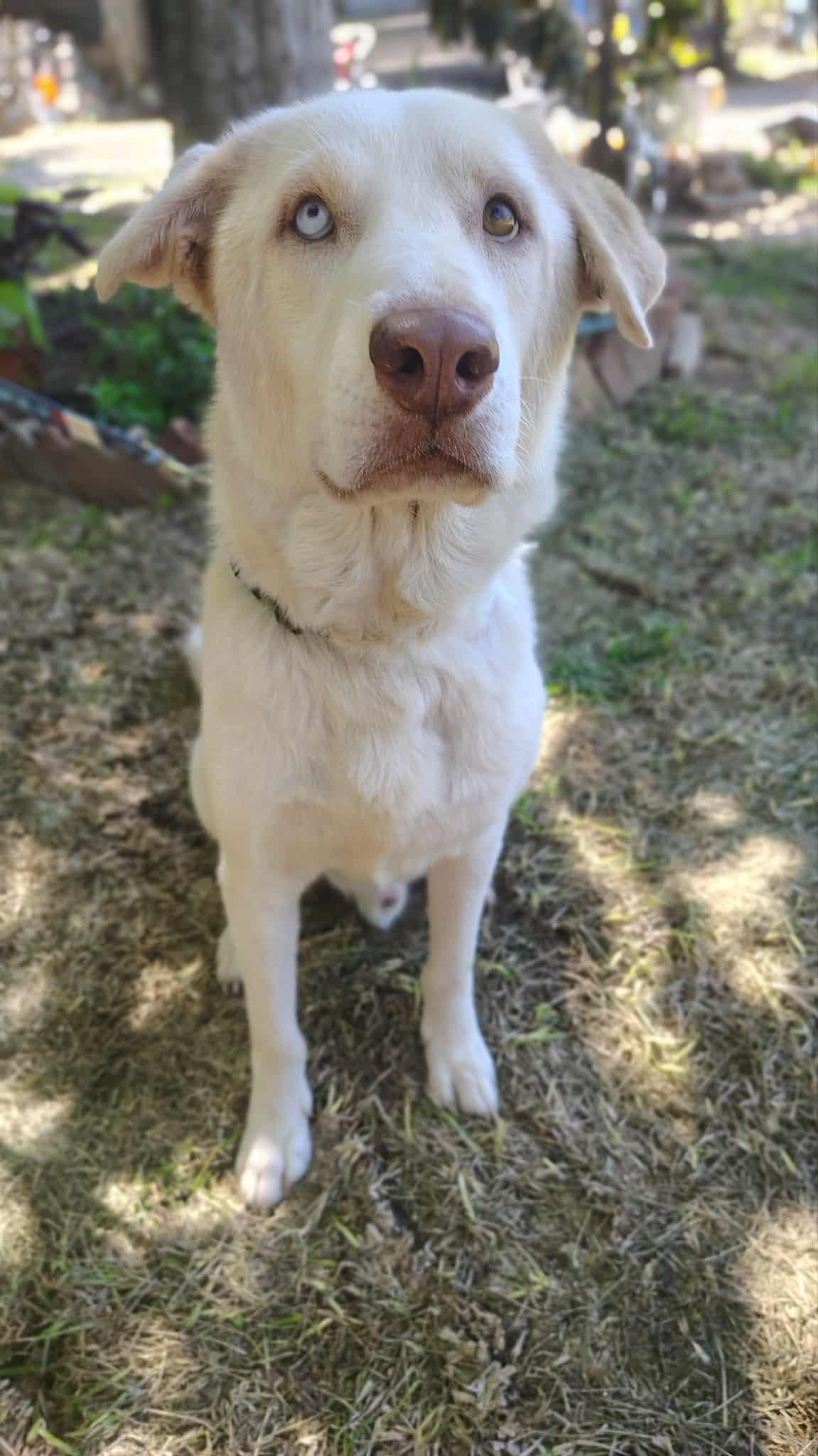 Enlarge Lobo , an adoptable mixed breed in Barkhamsted, CT image 3/3