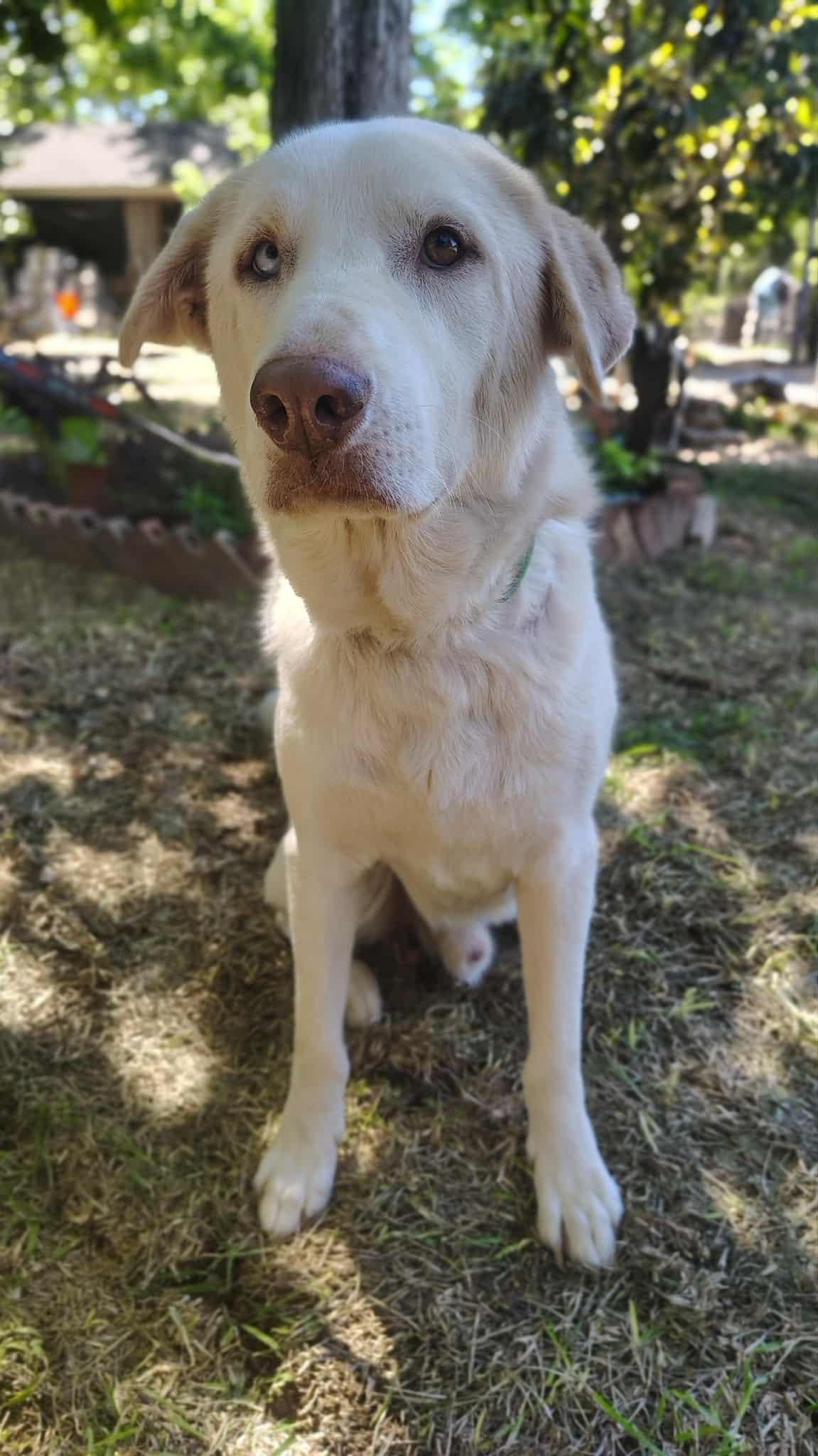 Enlarge Lobo , an adoptable mixed breed in Barkhamsted, CT image 2/3