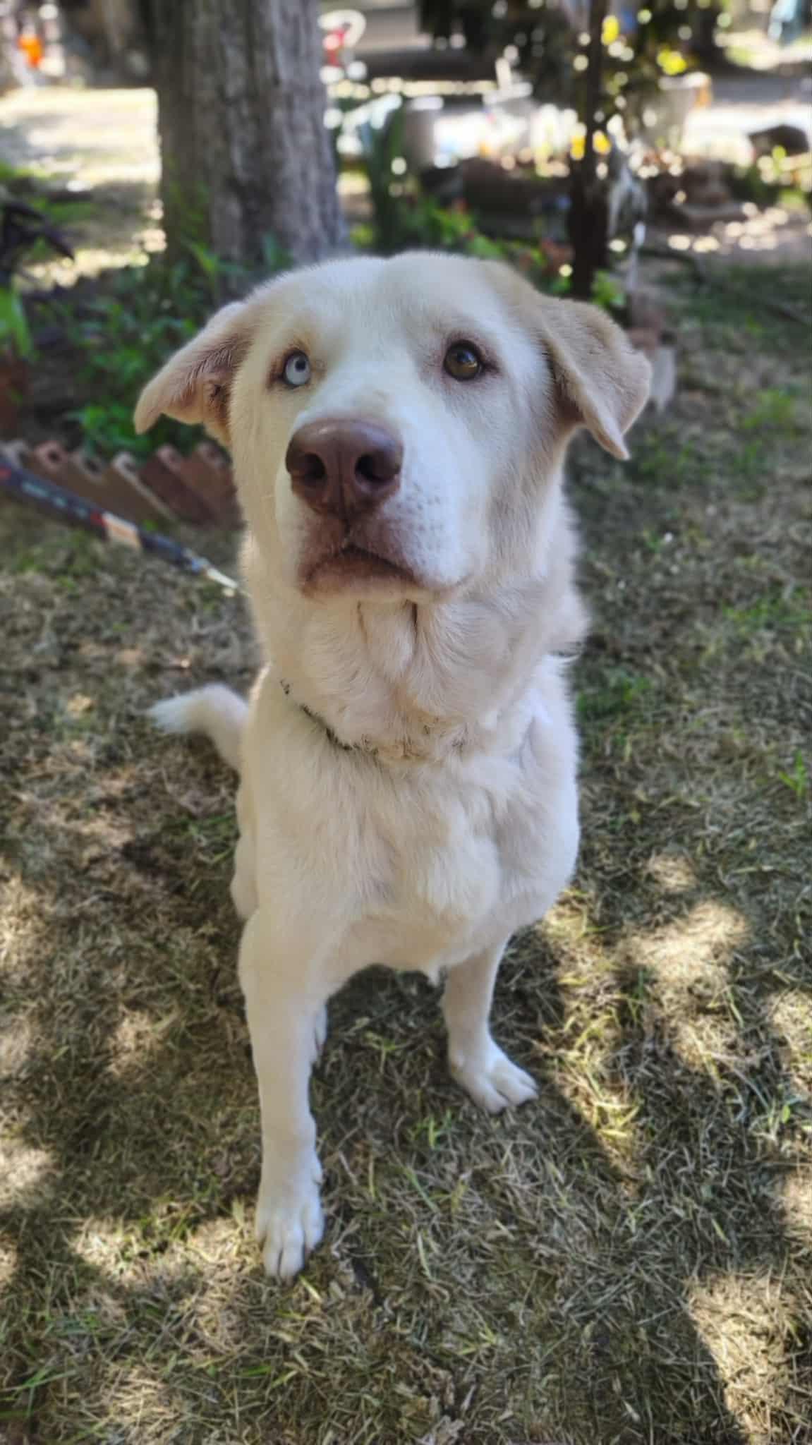 Lobo , adoptable, Young Male Labrador Retriever & Husky.