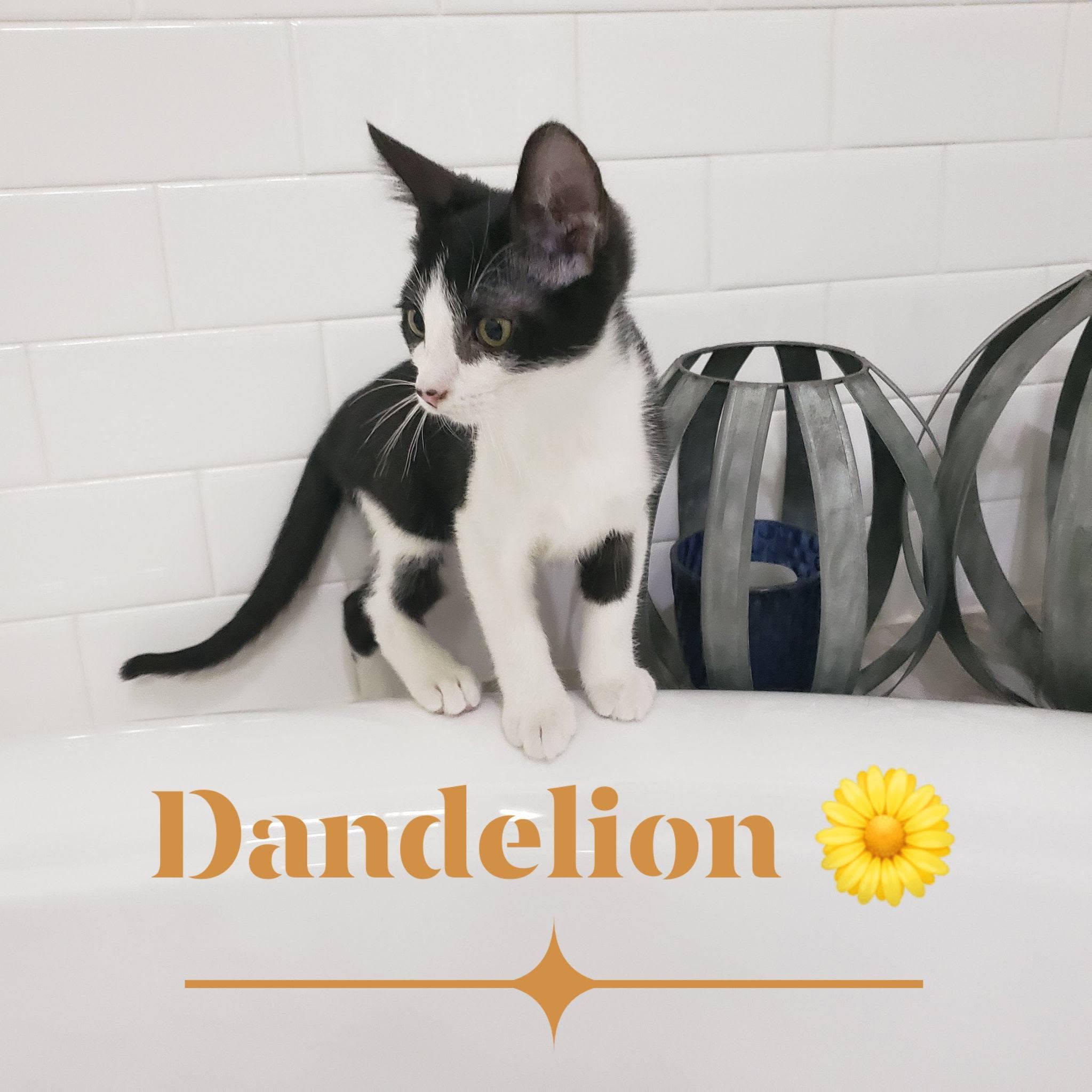Enlarge Dandelion, a ADOPTABLE mixed breed in Richardson, TX image 1/2