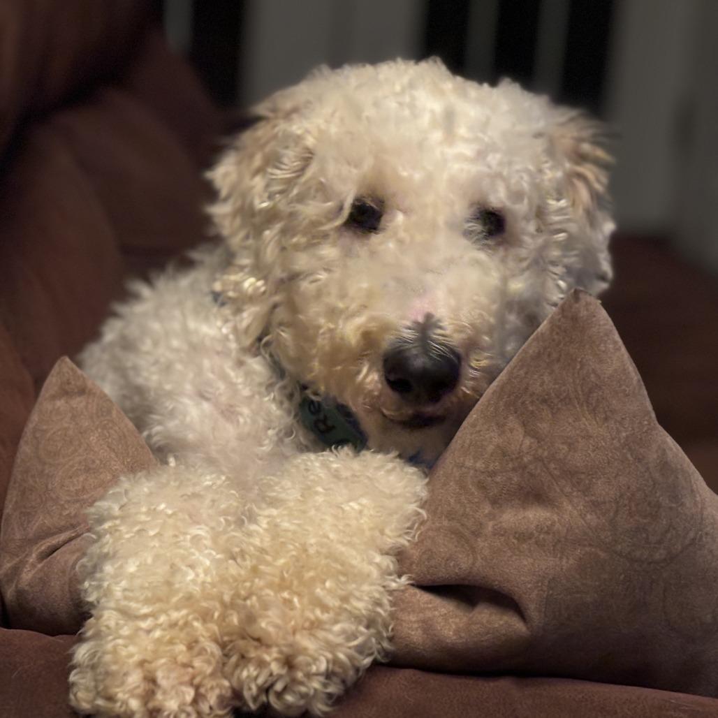 Lucy, Adoptable, Adult Female Poodle & Mixed Breed.