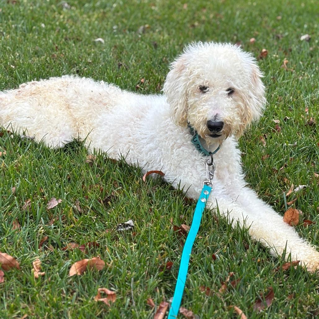 Enlarge Lucy, a Adoptable mixed breed in Phoenix, MD image 2/4