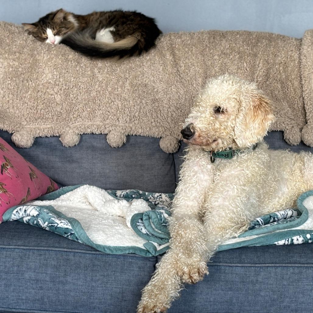 Enlarge Lucy, a Adoptable mixed breed in Phoenix, MD image 3/4