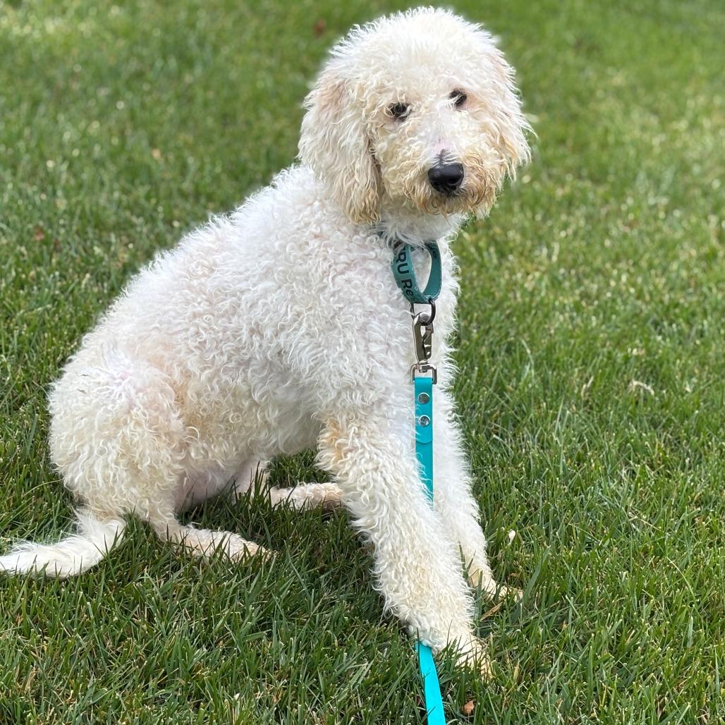 Enlarge Lucy, a Adoptable mixed breed in Phoenix, MD image 4/4