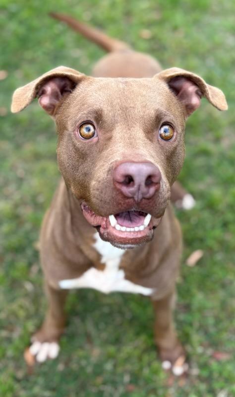 SPARKY, Adoptable, Young Male Staffordshire Bull Terrier & Mixed Breed.