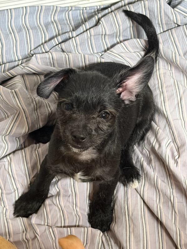 Greg, Adoptable, Puppy Male Chihuahua & Maltese.