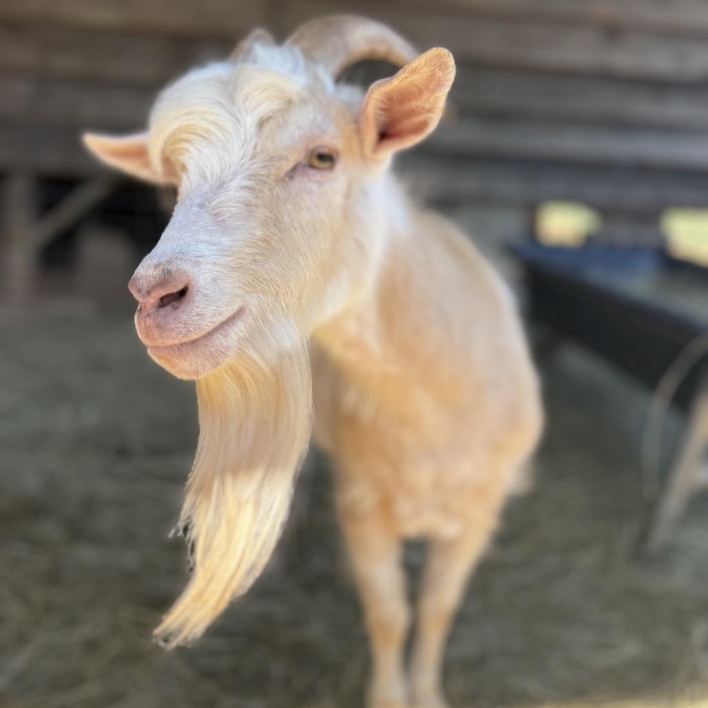 Doc, Adult Male Pygmy
