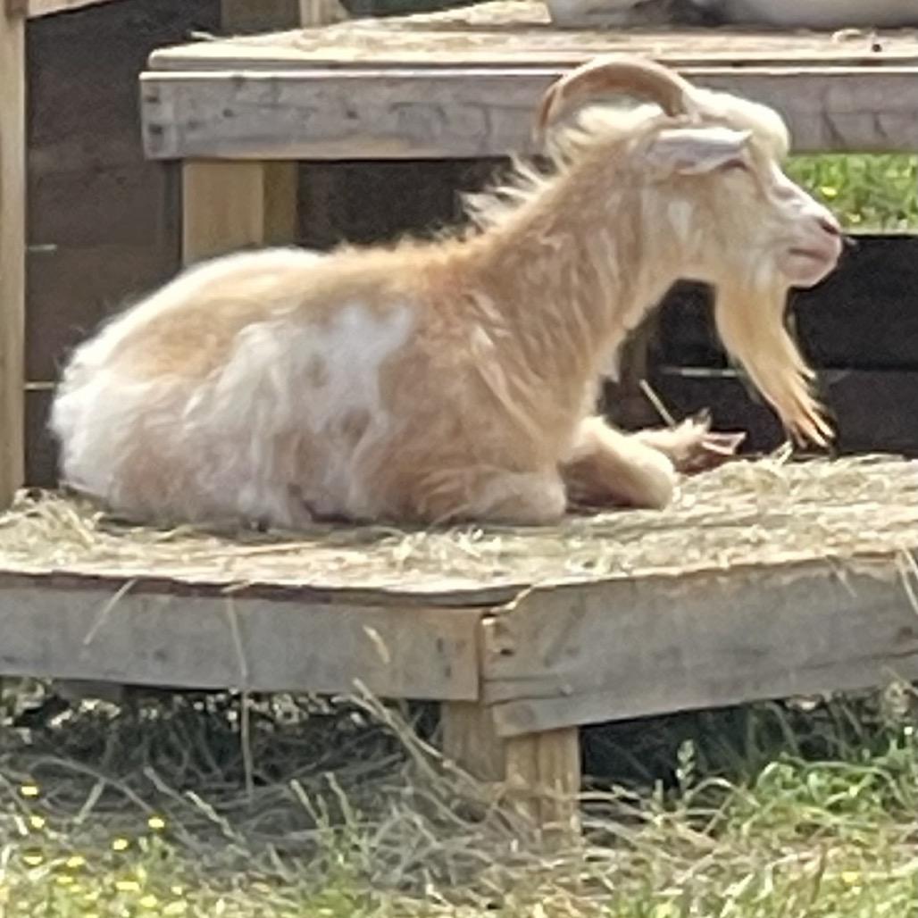 Enlarge Doc, a Adoptable Pygmy in Stokesdale, NC image 2/2