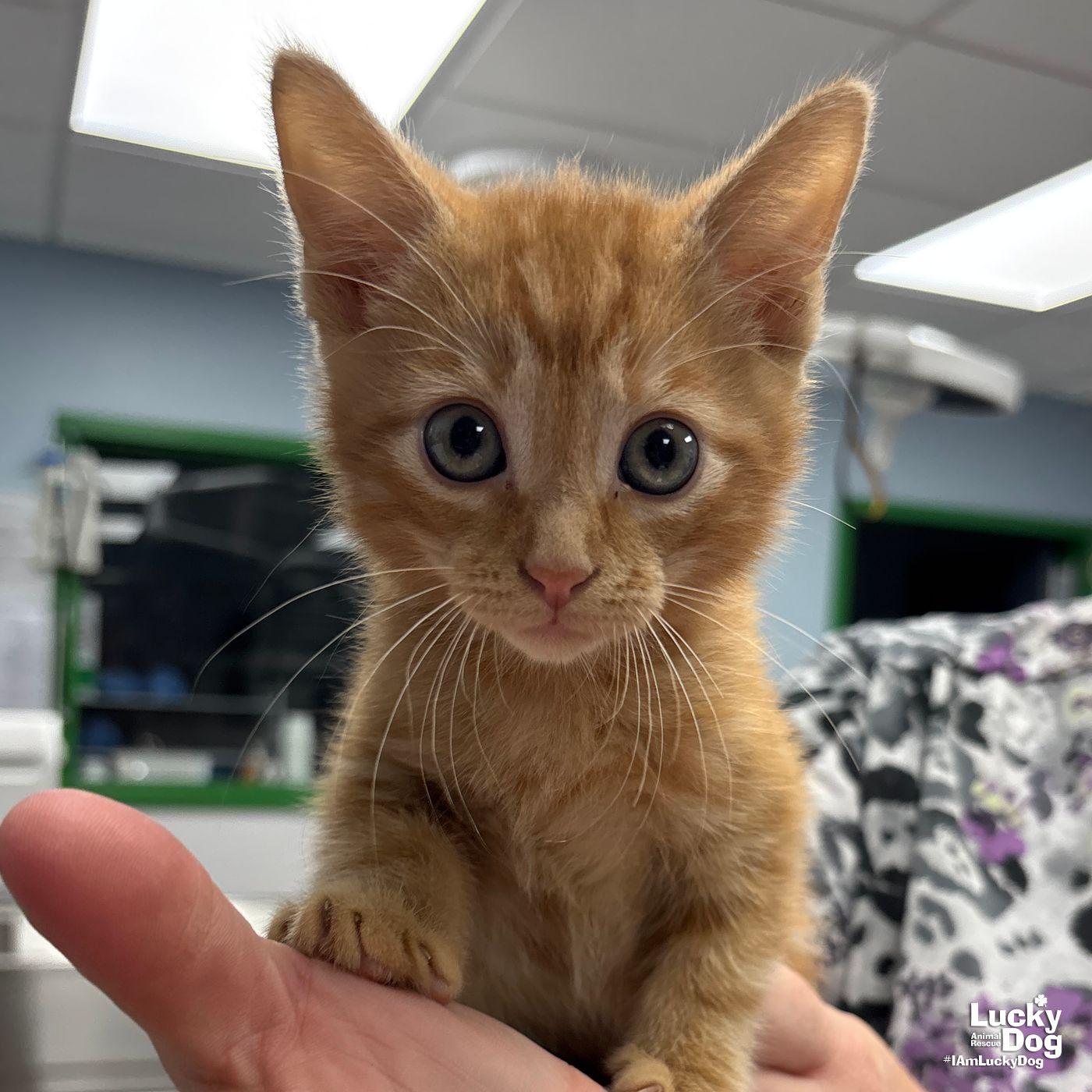 Enlarge Wilbur, a Adopted Domestic Short Hair in Washington, DC image 2/2