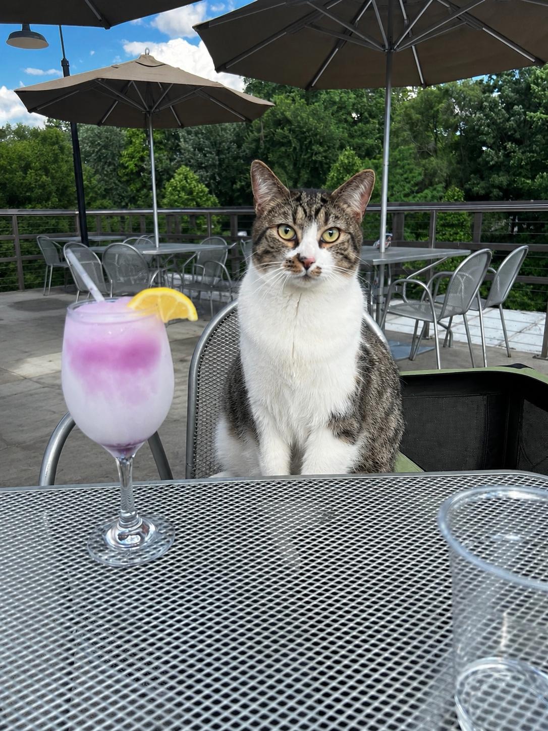 Mr. Purr, Adoptable, Young Male Domestic Short Hair.