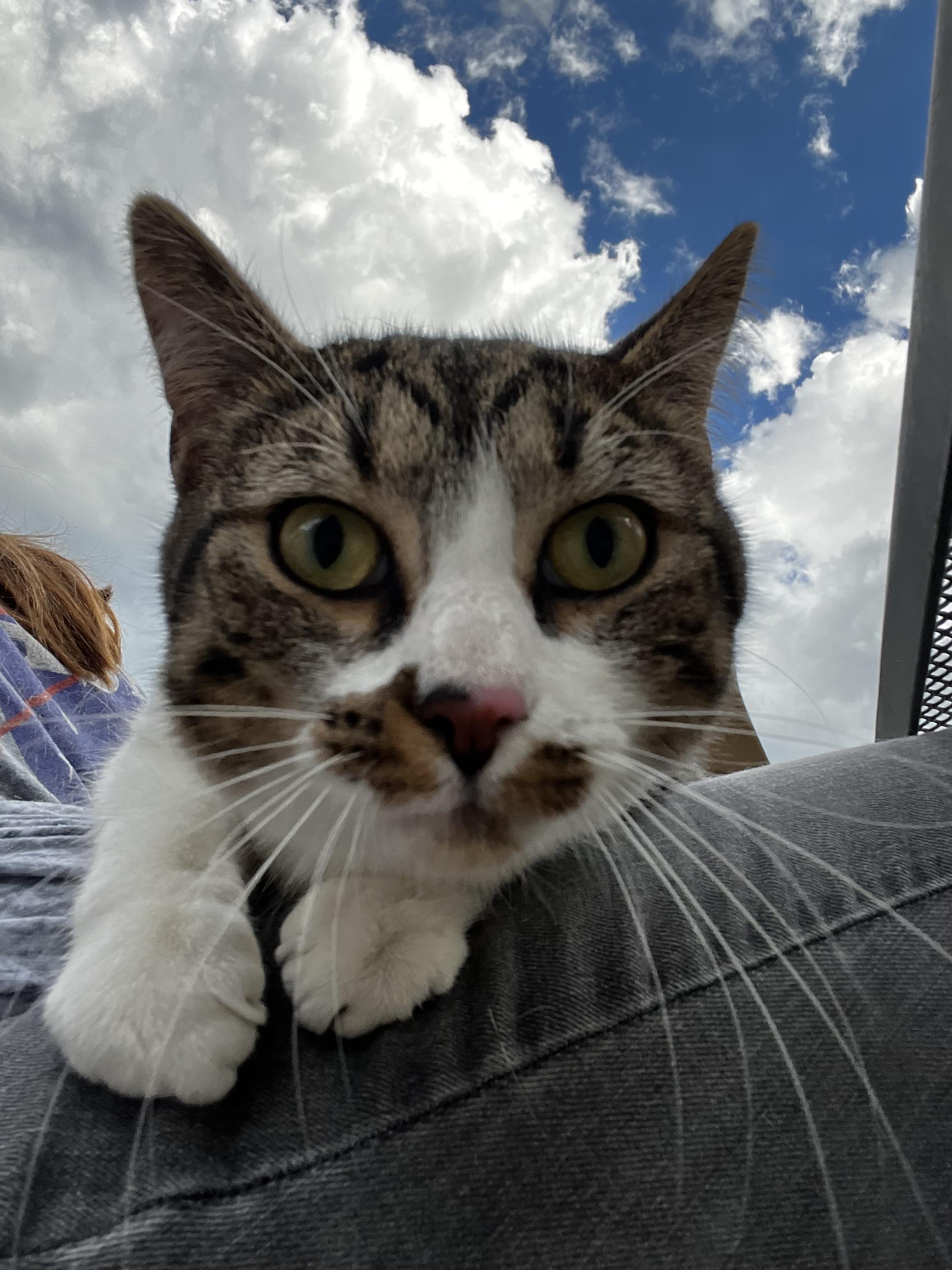 Enlarge Mr. Purr, a Adoptable Domestic Short Hair in Akron, OH image 2/3