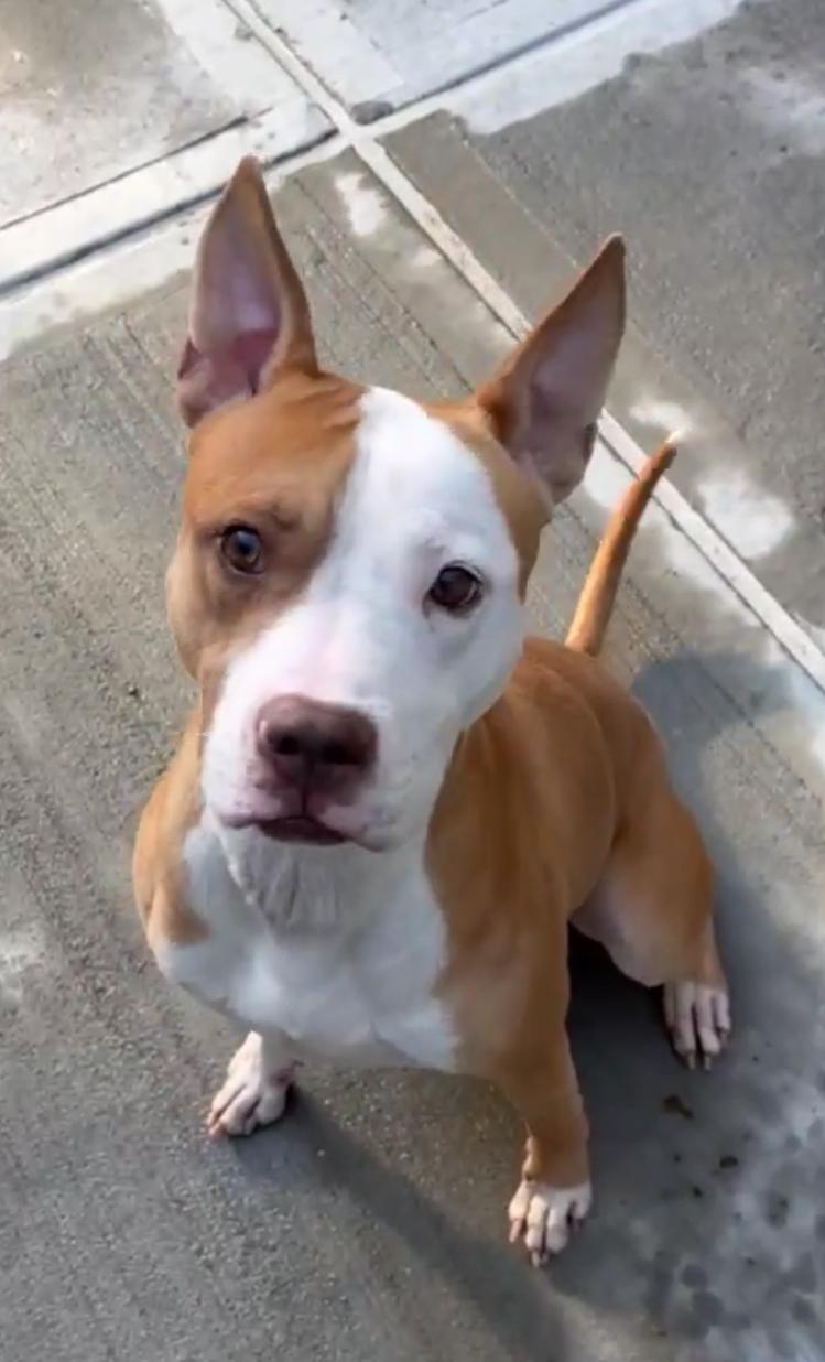 Garlic, Adoptable, Adult Male Mixed Breed.