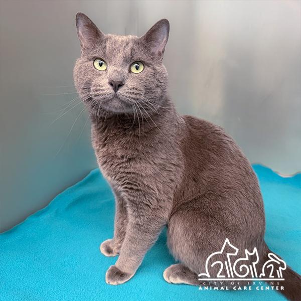 Enlarge ROWAN, a Adoptable Domestic Short Hair in Irvine, CA image 1/1