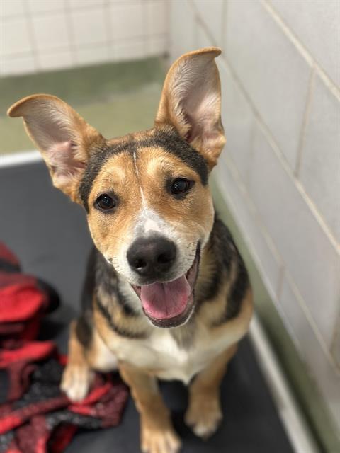 Enlarge PRINCESS, a Adoptable Mixed Breed in Dallas, TX image 1/1