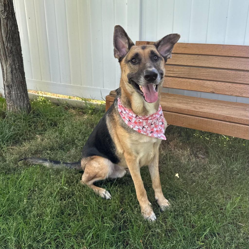 Remington, Adoptable, Young Male German Shepherd Dog.