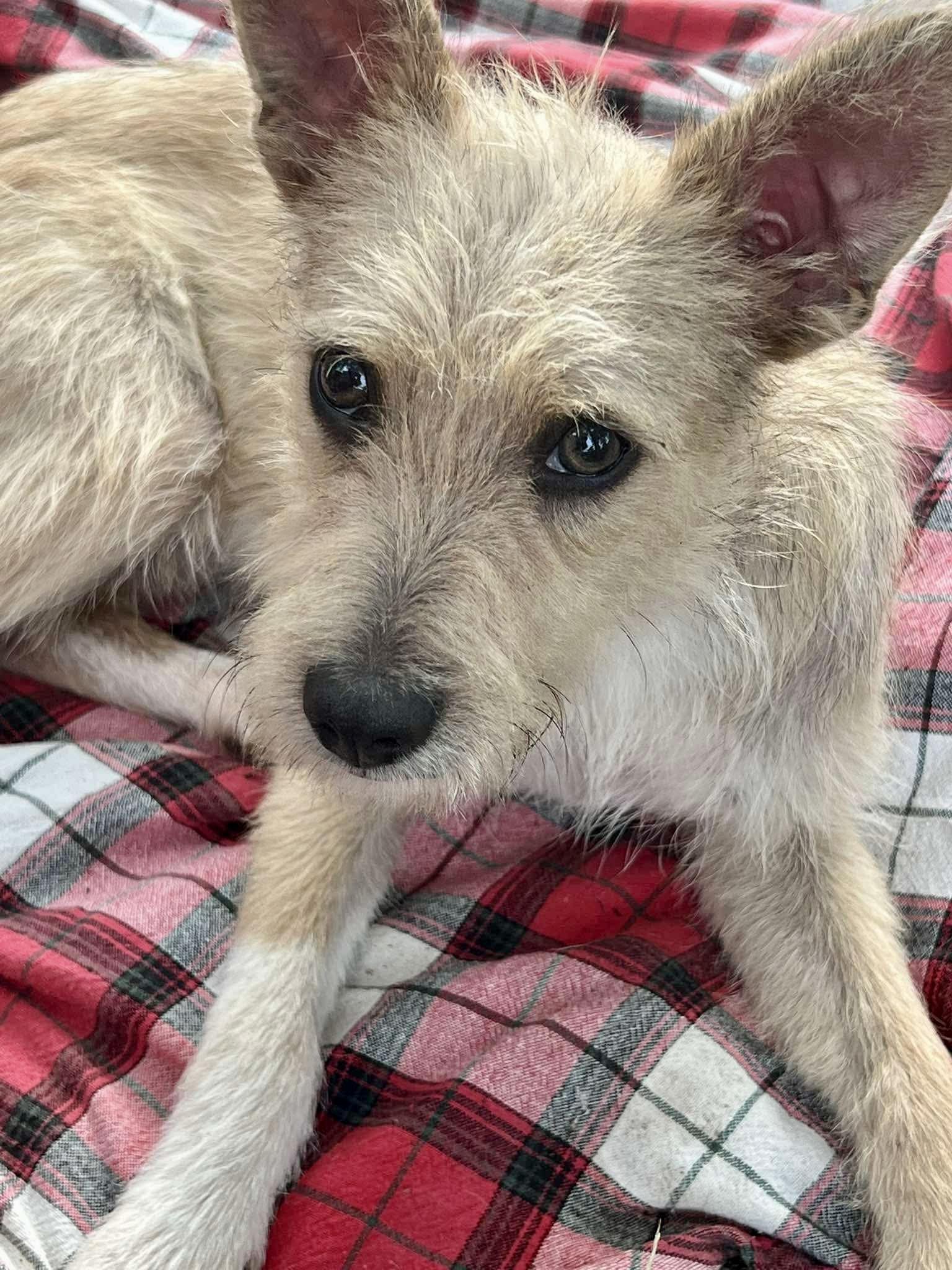 Chai the cute scruffy boy, a ADOPTABLE mixed breed in Lockhart, TX image 3/4