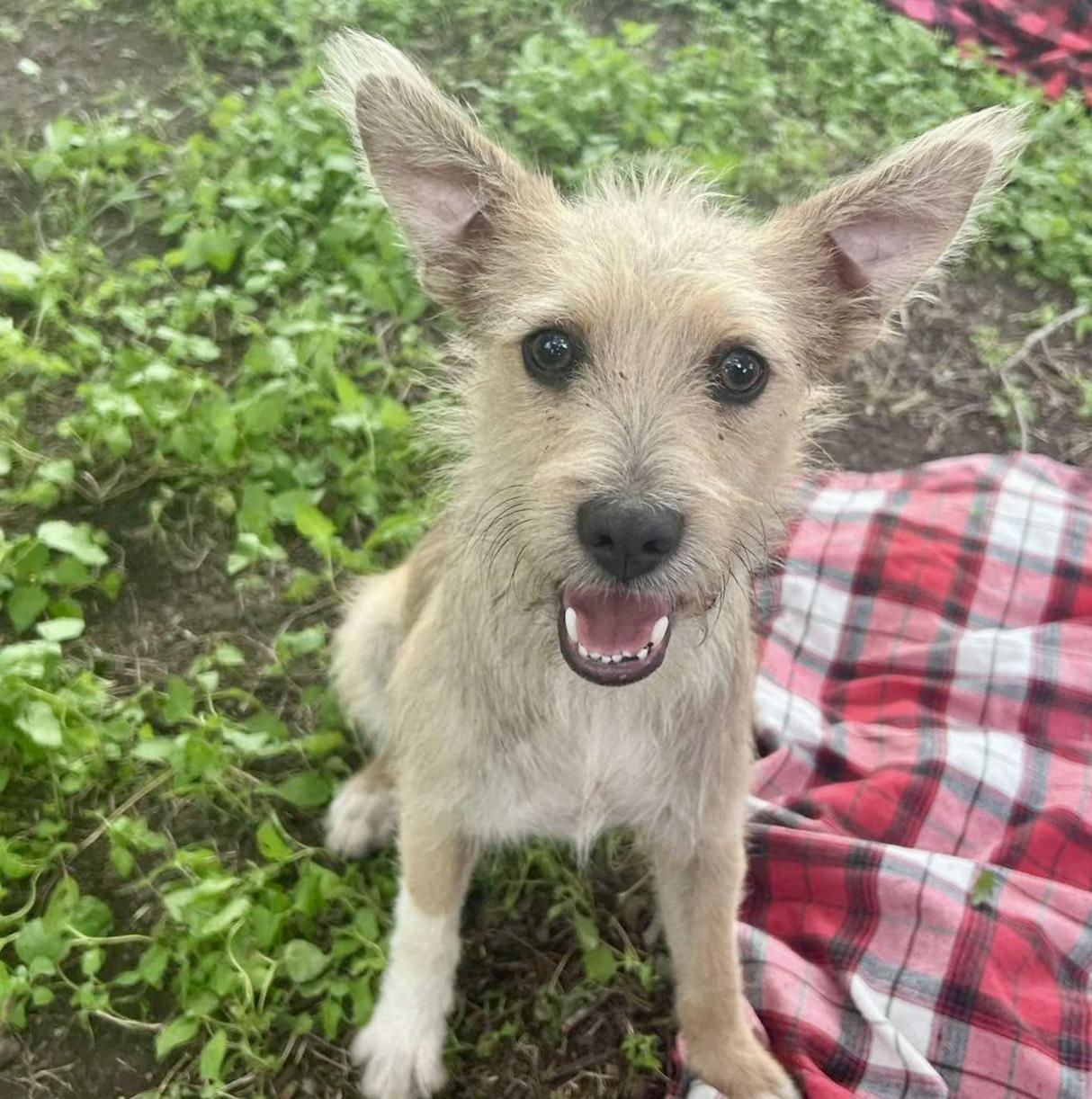 Chai the cute scruffy boy, a ADOPTABLE mixed breed in Lockhart, TX image 2/4