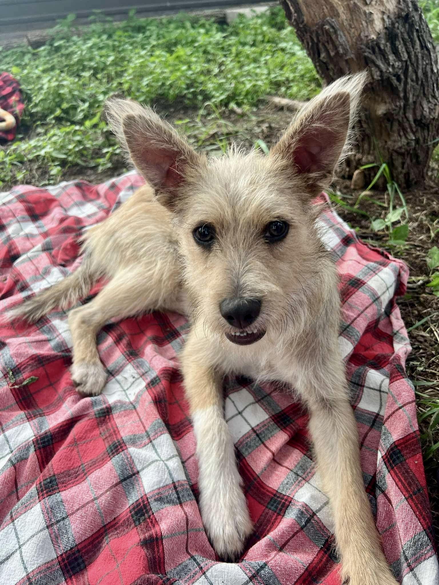 Chai the cute scruffy boy, ADOPTABLE, Young Male Yorkshire Terrier & Fox Terrier.