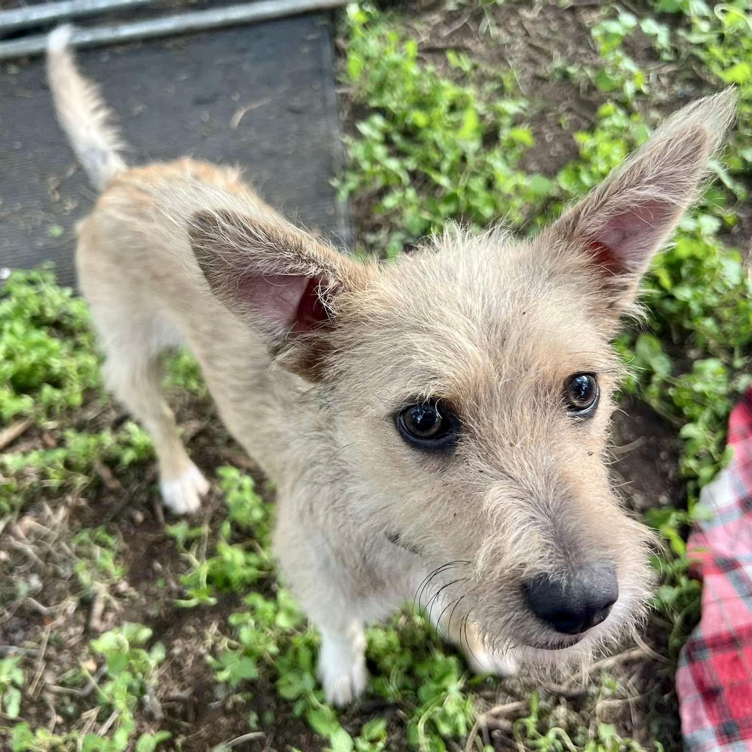 Chai the cute scruffy boy, a ADOPTABLE mixed breed in Lockhart, TX image 4/4