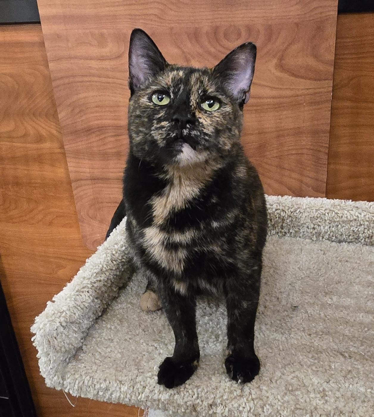 Matilda, Adult Female Tortoiseshell