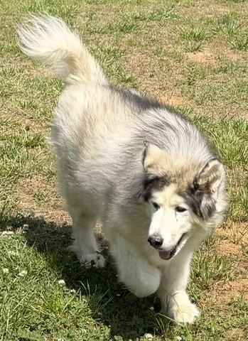 Yeti, a ADOPTABLE Alaskan Malamute in Gardiner, NY image 2/6