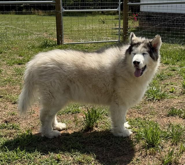 Yeti, a ADOPTABLE Alaskan Malamute in Gardiner, NY image 4/6