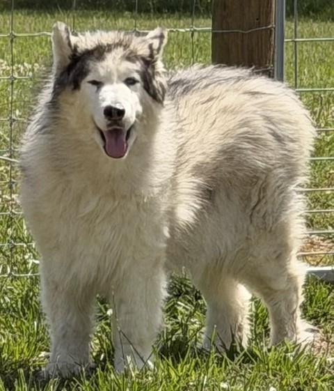 Yeti, ADOPTABLE, Senior Male Alaskan Malamute.