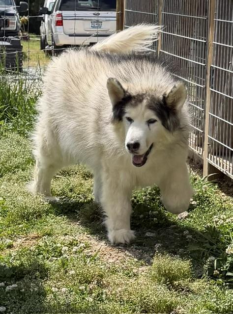 Yeti, a ADOPTABLE Alaskan Malamute in Gardiner, NY image 5/6