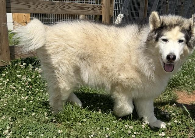 Yeti, a ADOPTABLE Alaskan Malamute in Gardiner, NY image 3/6