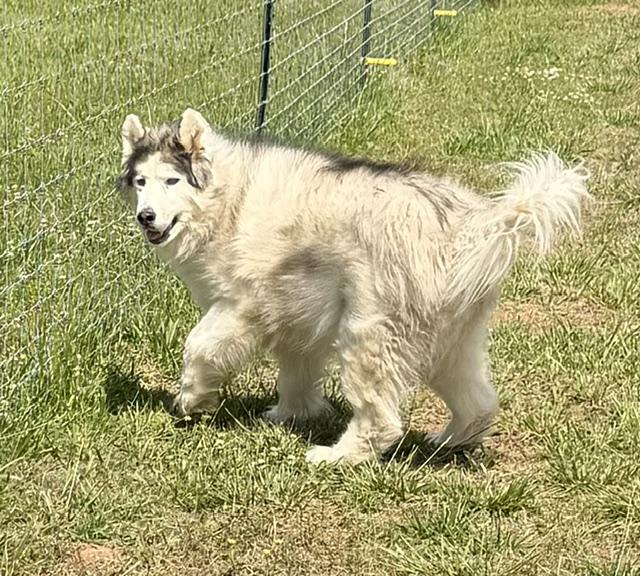 Yeti, a ADOPTABLE Alaskan Malamute in Gardiner, NY image 6/6