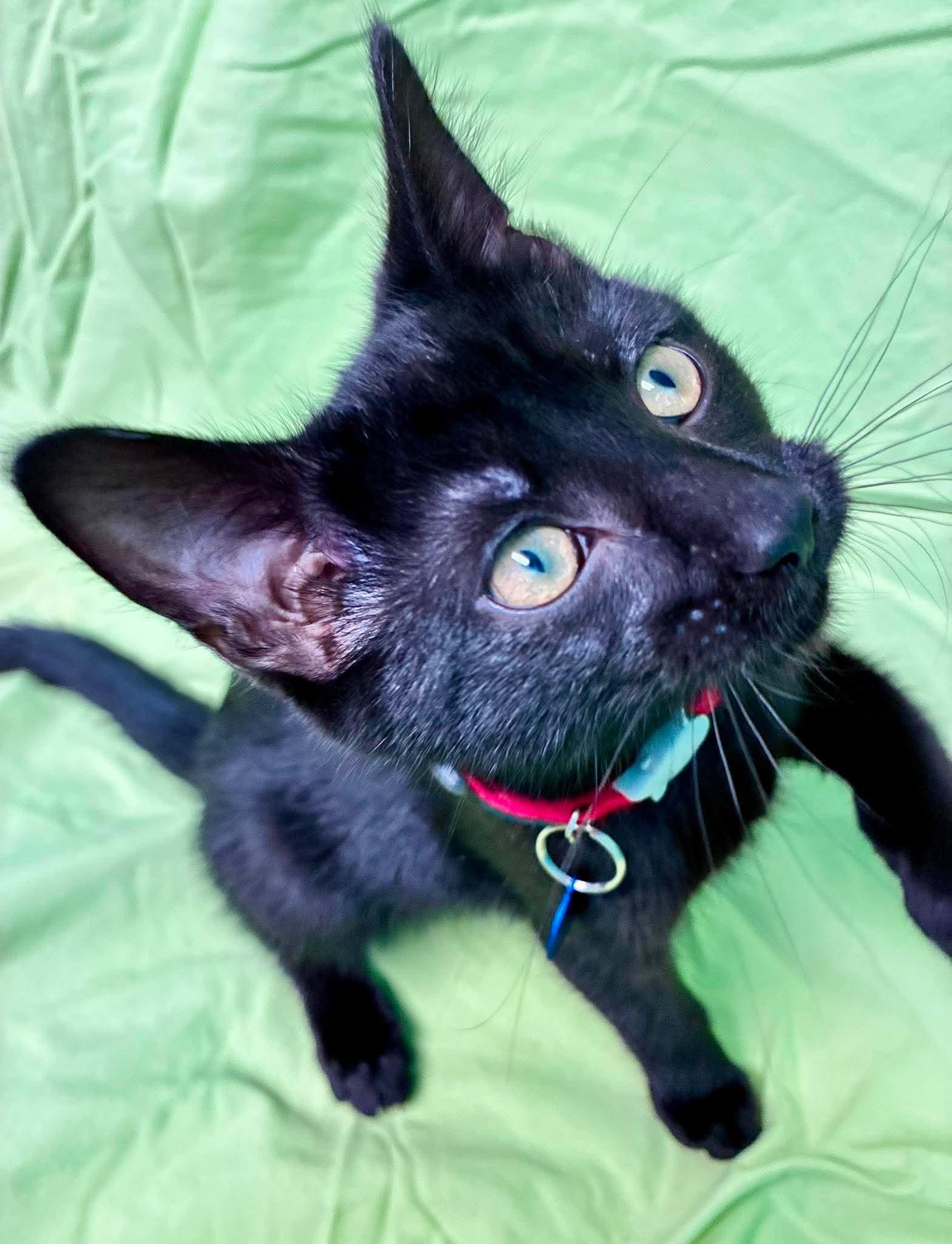 Enlarge Turnip, a Adoptable Domestic Short Hair in Alexandria, MN image 2/3