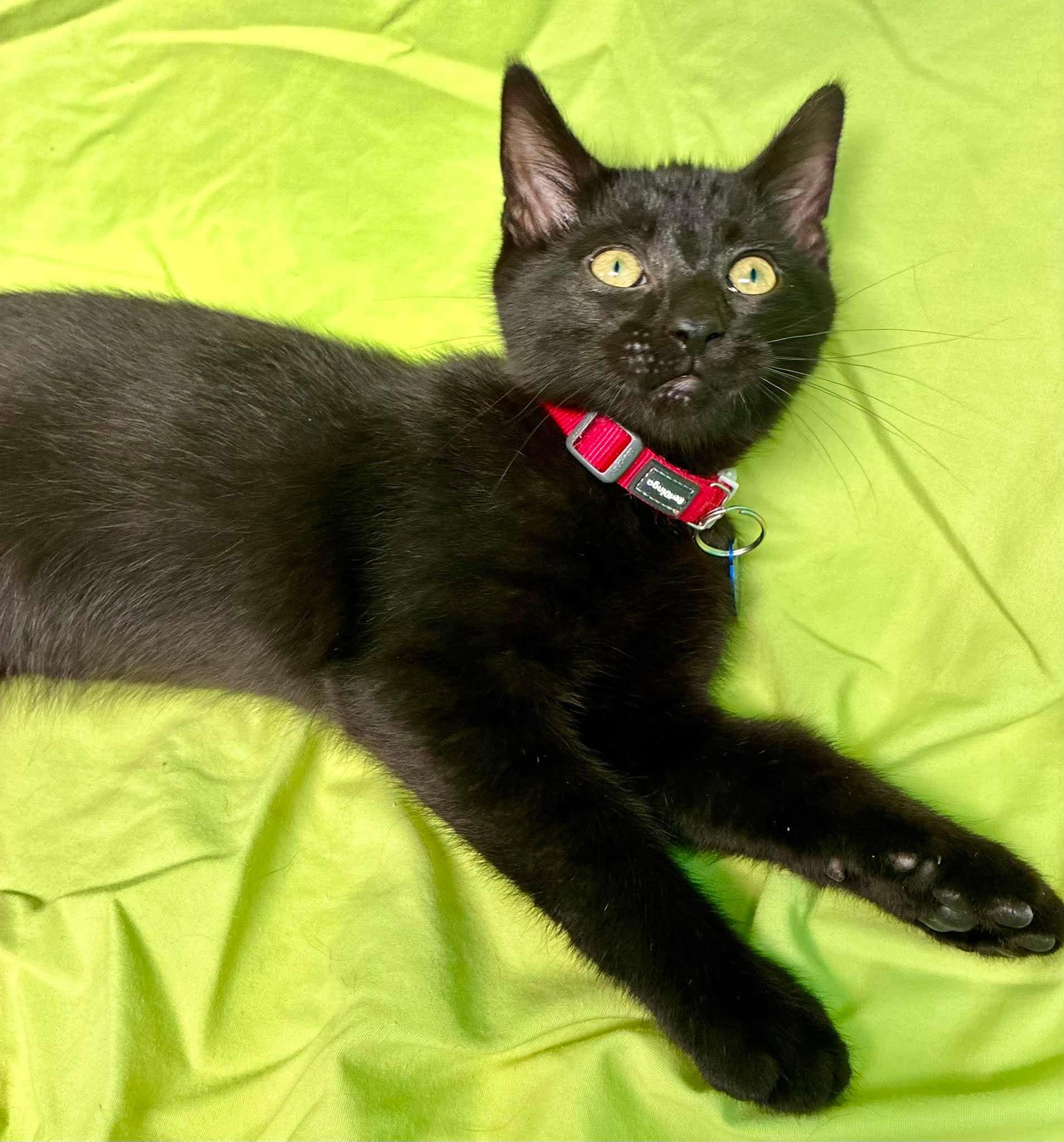 Enlarge Turnip, a Adoptable Domestic Short Hair in Alexandria, MN image 3/3