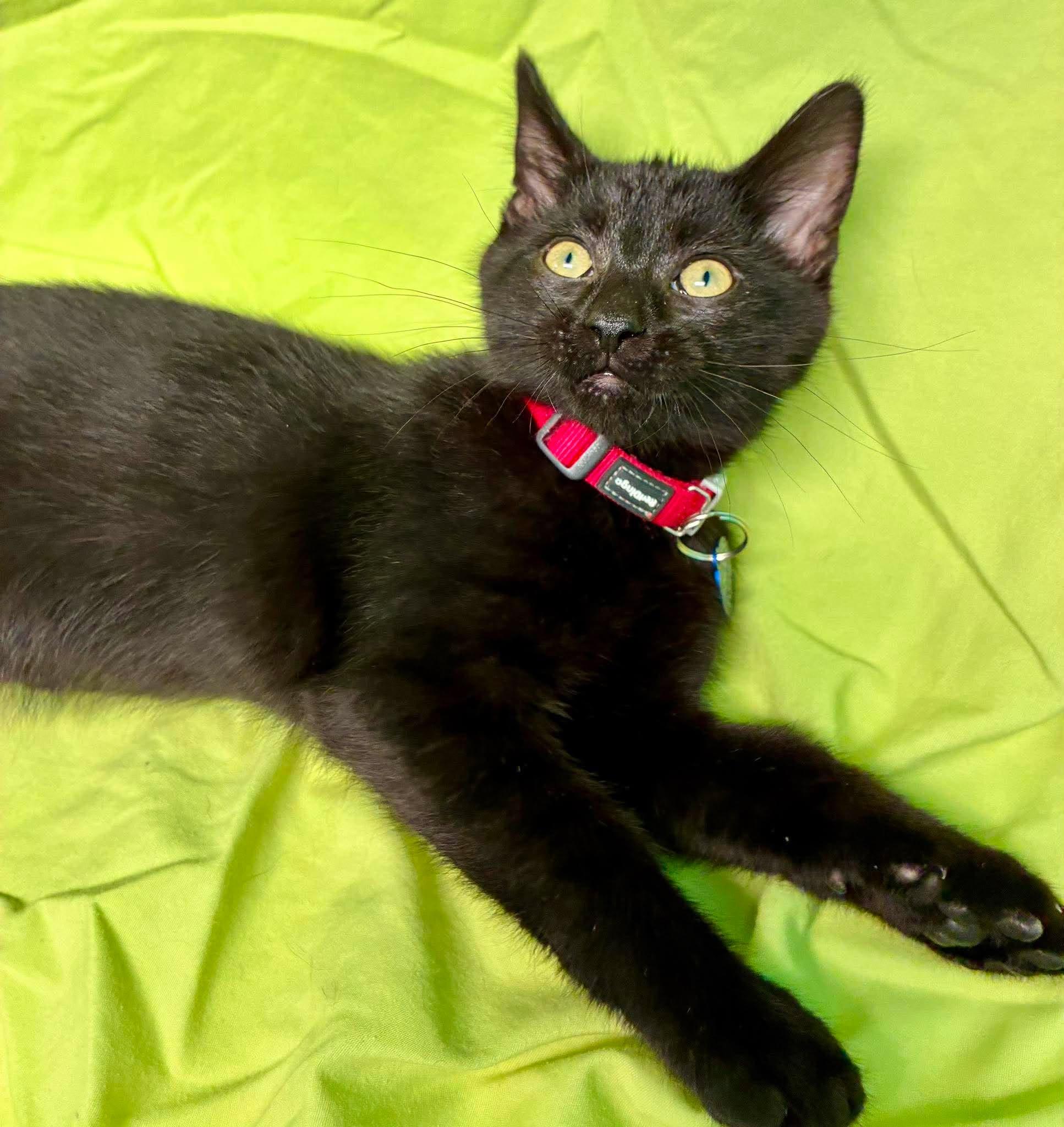 Turnip, Adoptable, Kitten Male Domestic Short Hair.