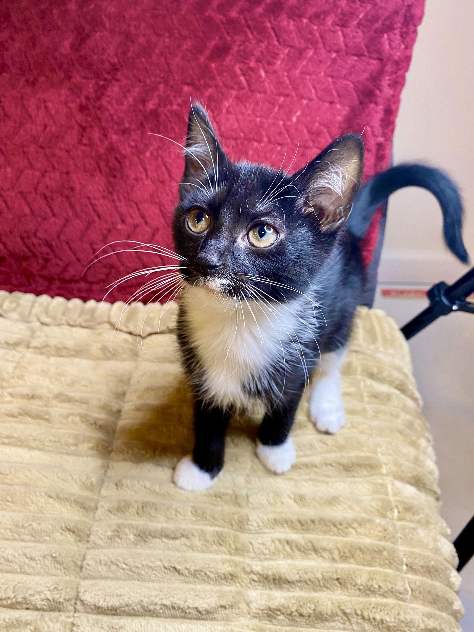 Nyxie, Adoptable, Kitten Female Tuxedo.
