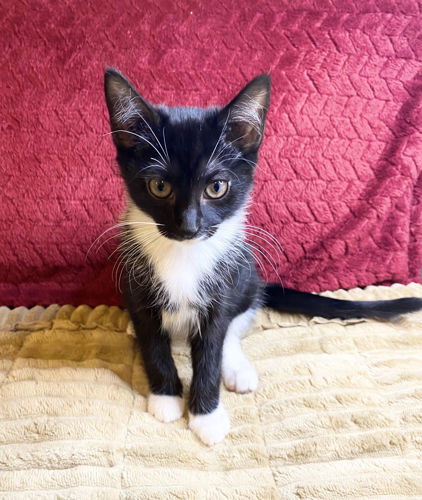 Enlarge Nyxie, a Adoptable Tuxedo in Cuyahoga Falls, OH image 2/3