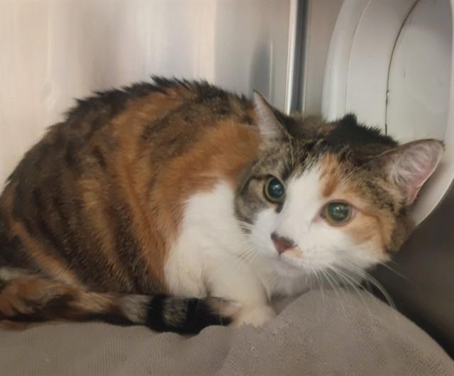 Enlarge LILLY, a Adoptable Domestic Short Hair in Castaic, CA image 1/1