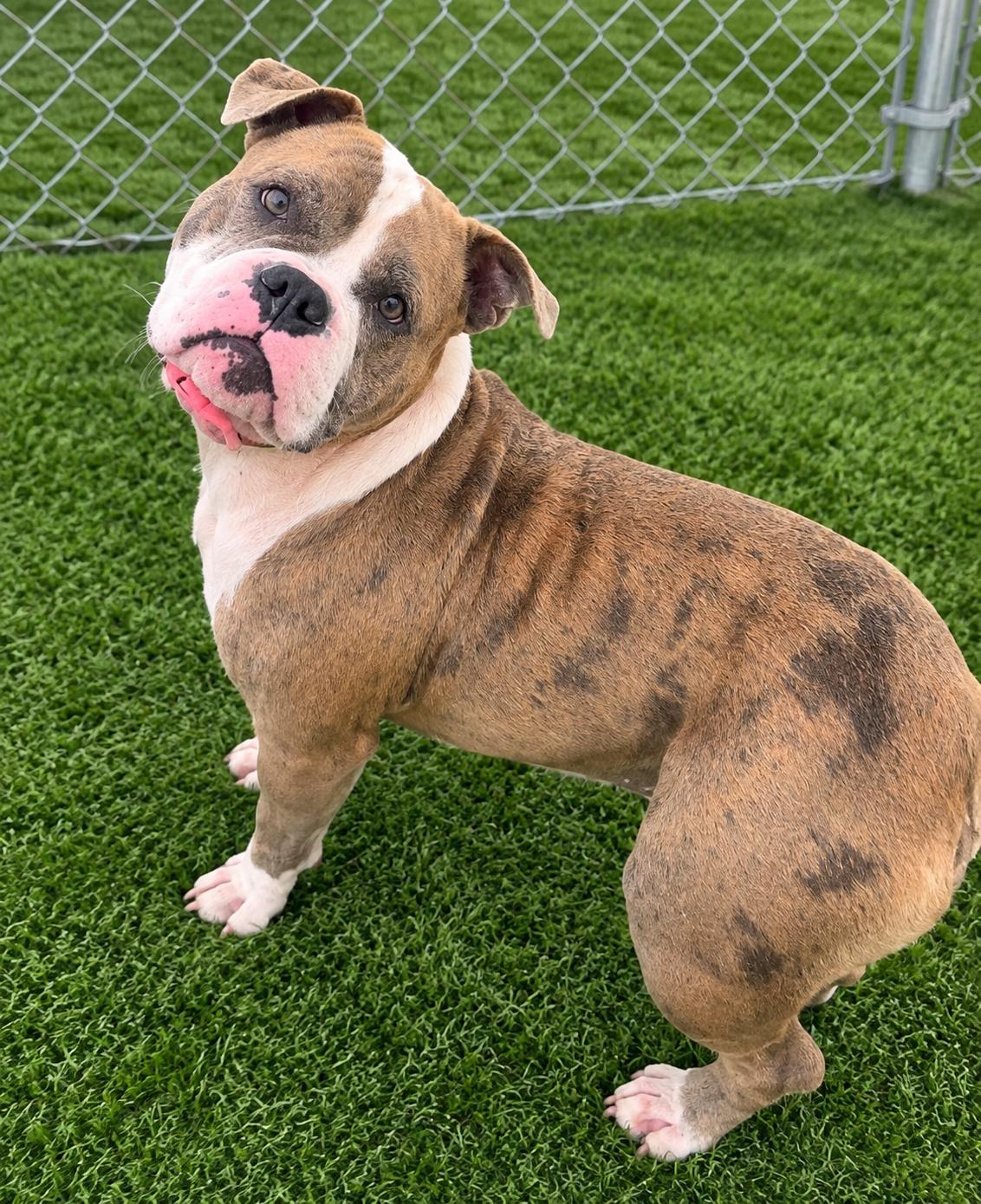 Bubbles, Adoptable, Adult Female American Bulldog.