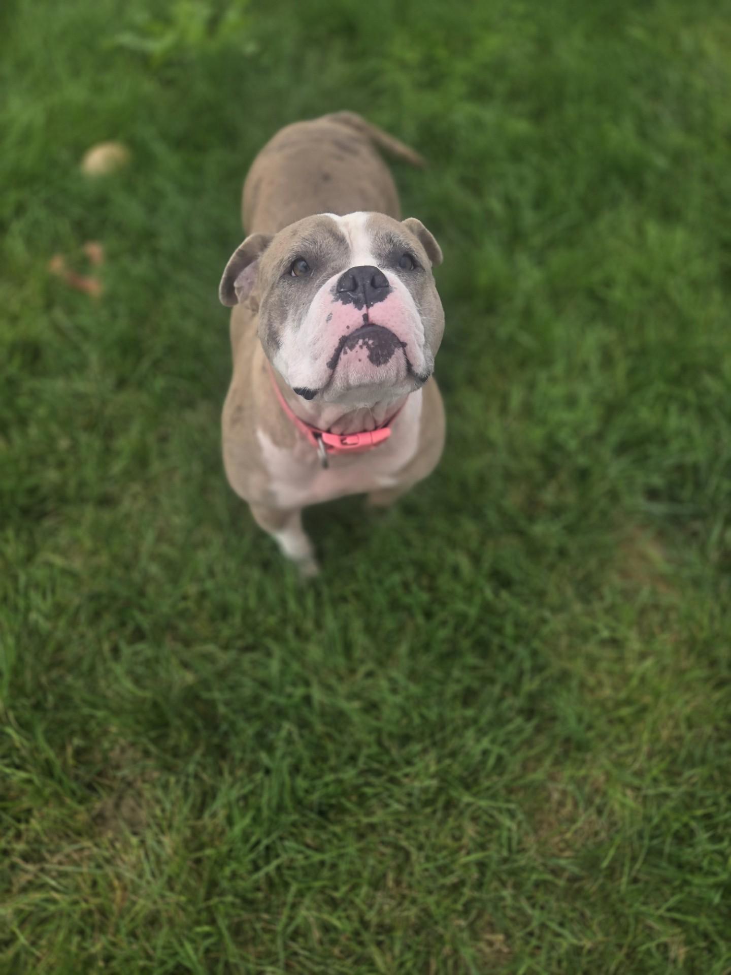 Enlarge Bubbles, a Adoptable mixed breed in Joliet, IL image 2/2