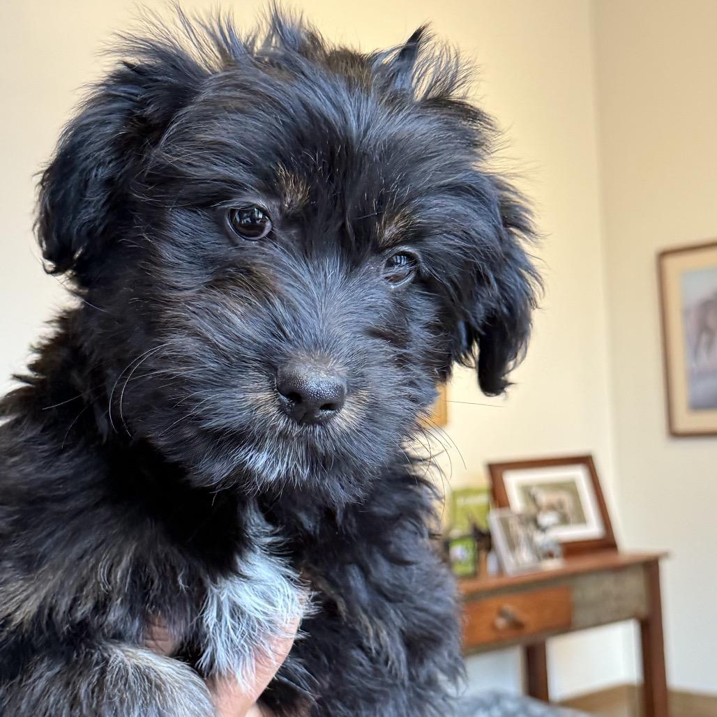 Brady Bunch Pup: Marcia