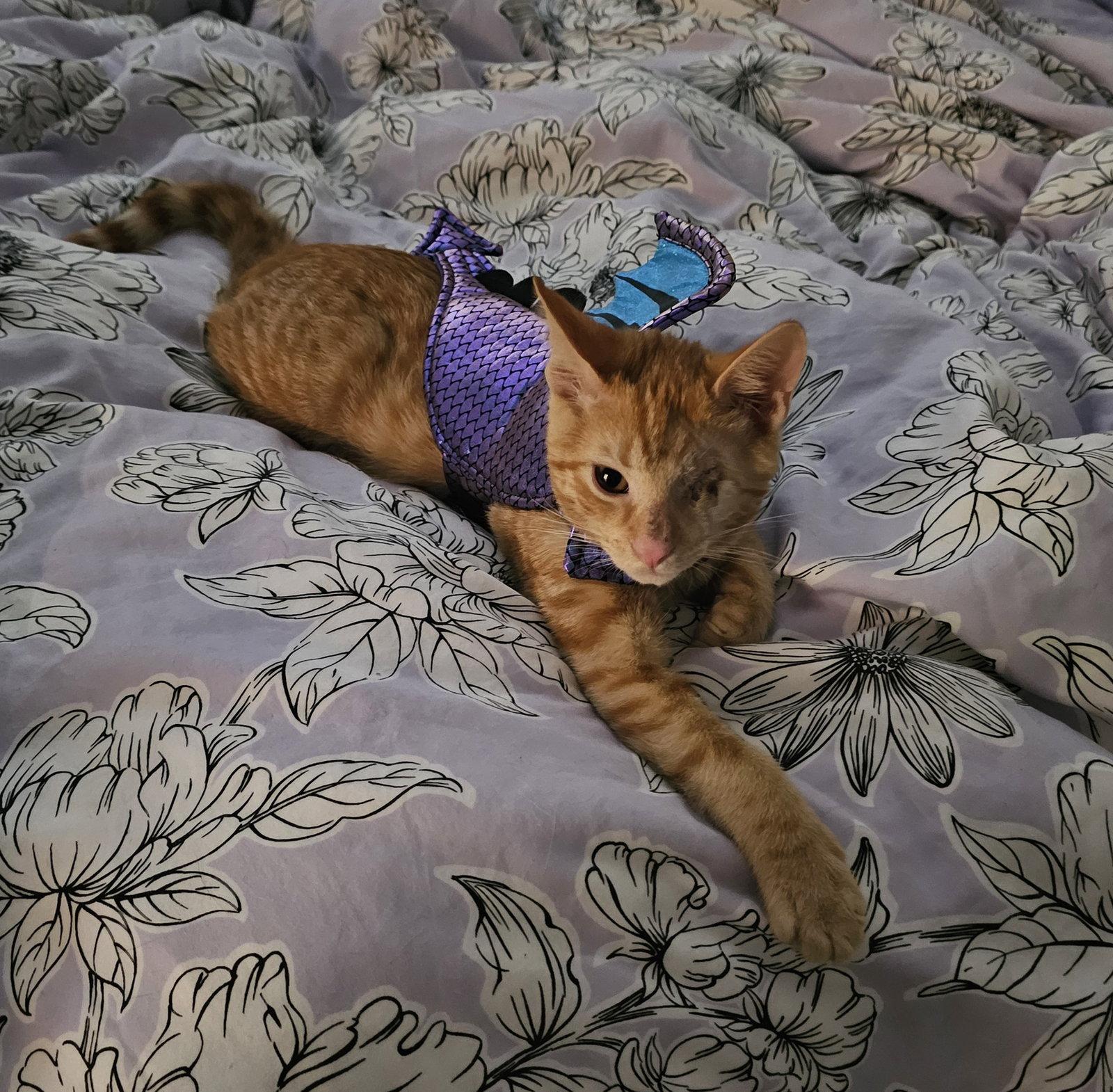Enlarge Fireball, a Adoptable Domestic Short Hair in Sicklerville , NJ image 2/3